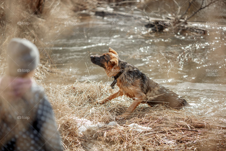 German shepherd 7-th months old puppy in a spring forest 