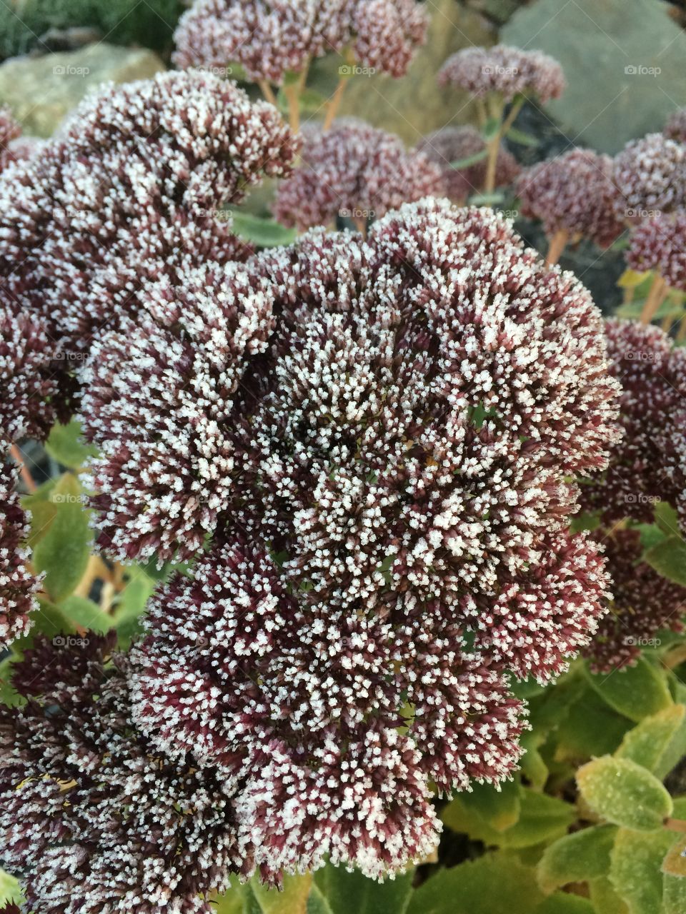 Frost filled plant during a cold fall morning 