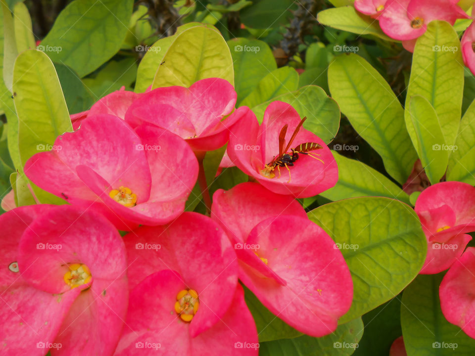 Wasp Feeding and Pollinating