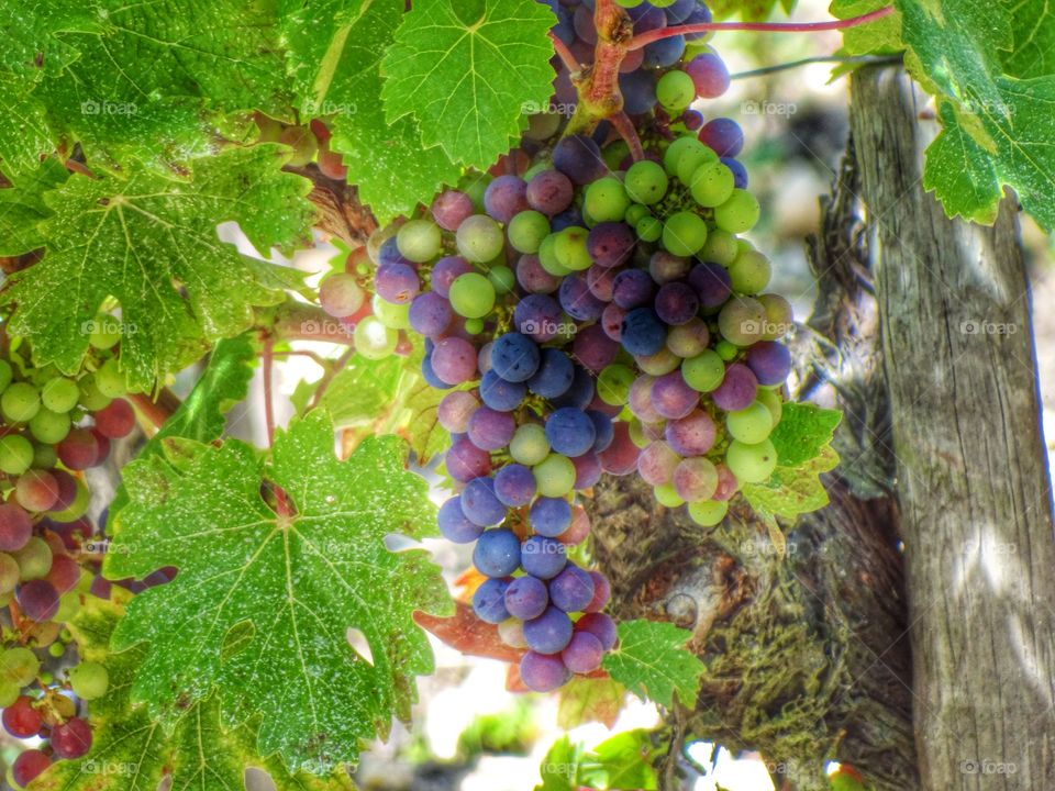 Bordeaux vineyard grapes