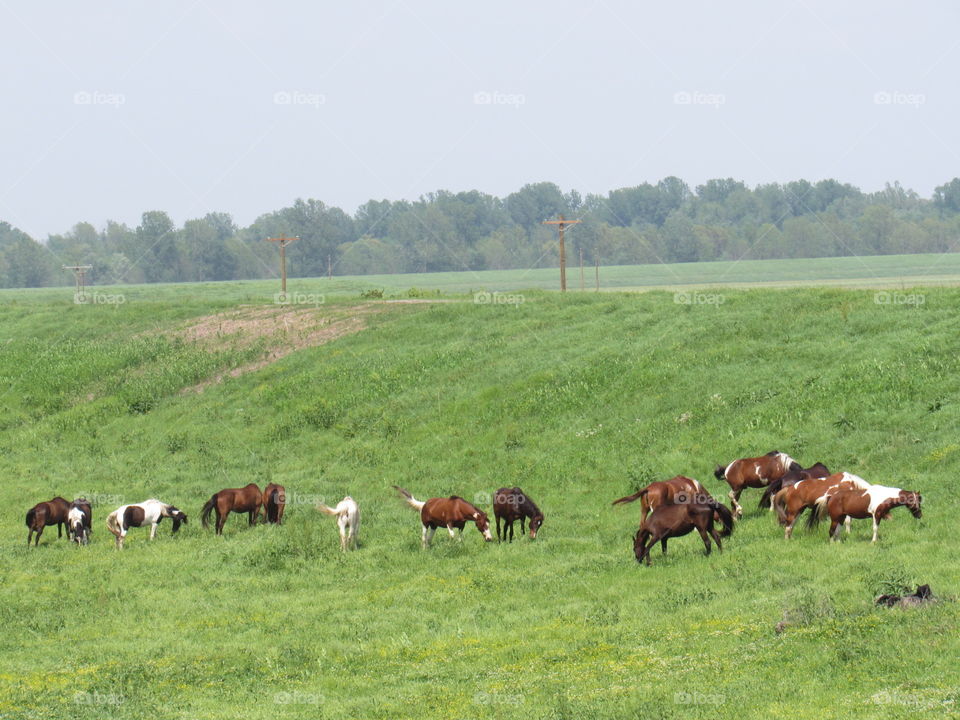 The majestic  horses 