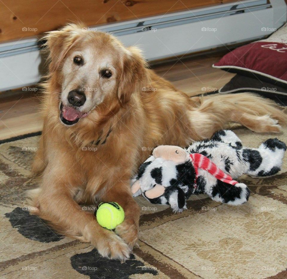 Christmas puppy. My boy playing with his Christmas presents