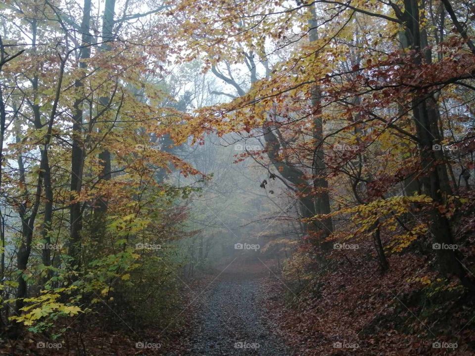 autumn day in the forest
