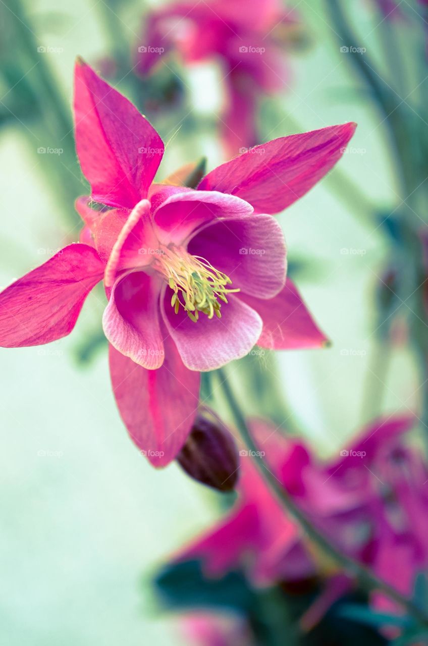 The beauty of flowers