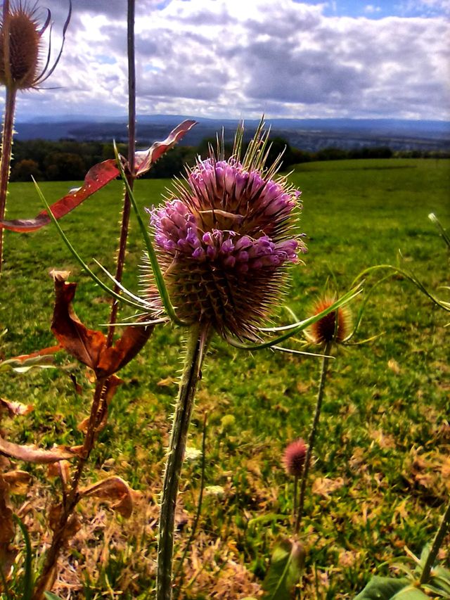 Thistle