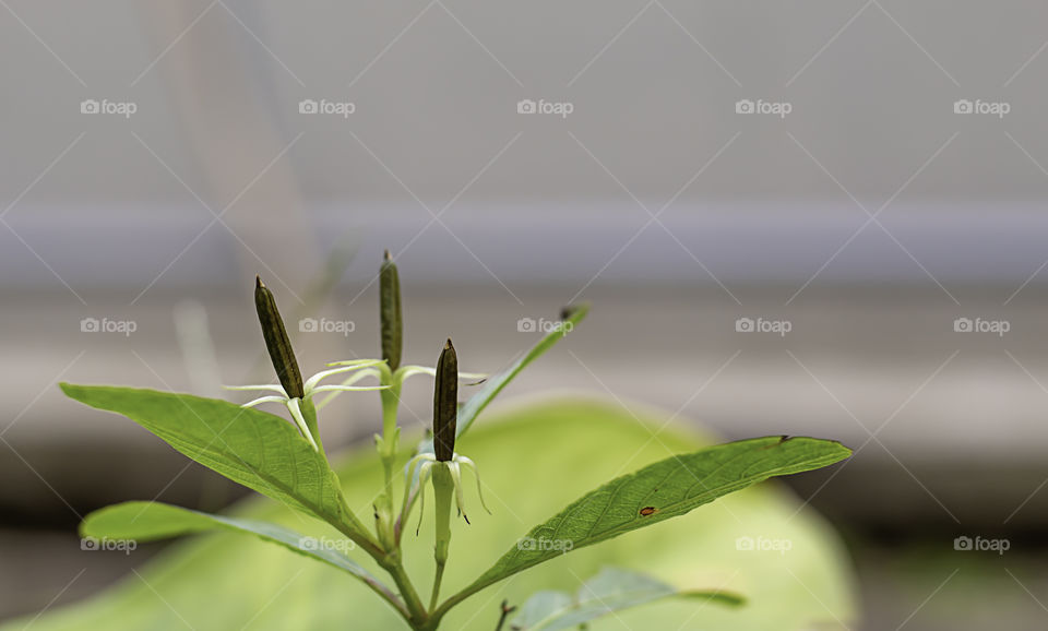 The seeds of the flower or Ruellia tuberosa L. in garden.