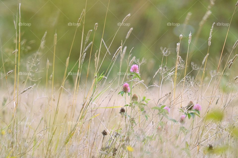 Meadow