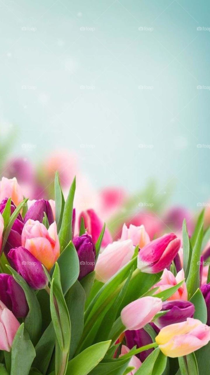 Lovely tulips