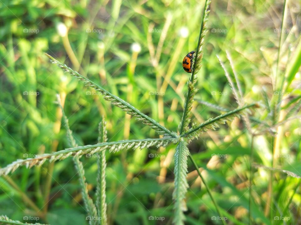 Ladybug beautiful patterns on the grass.