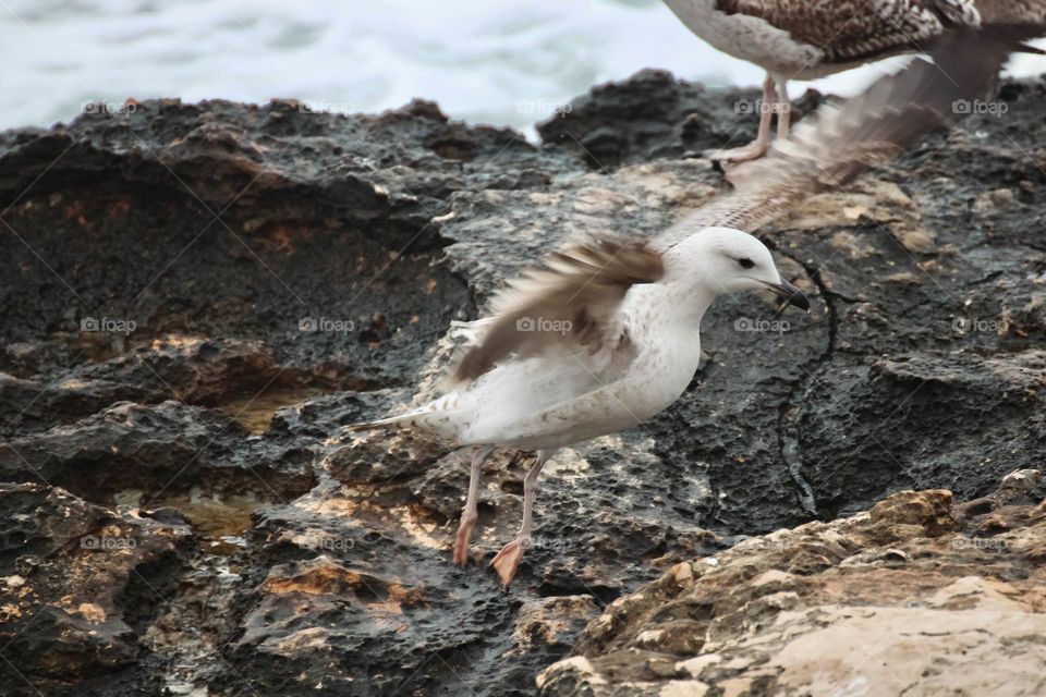 Seagull