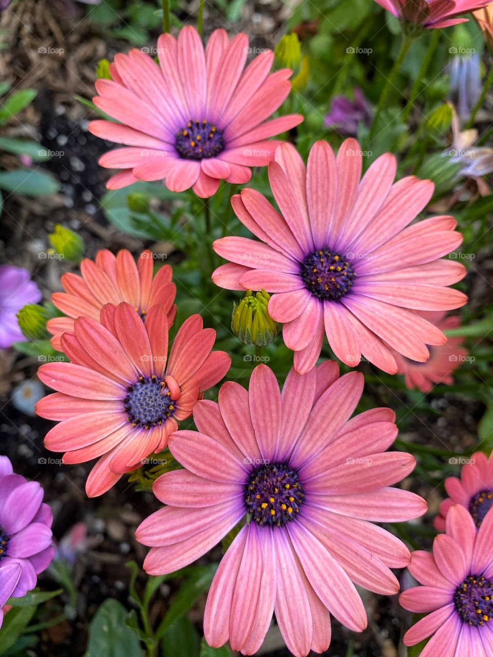 Beautiful cape marguerite flower blossoms with maroon pink petals during summer.