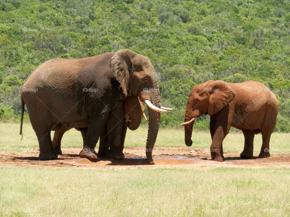 Elephant and elephant calf in forest