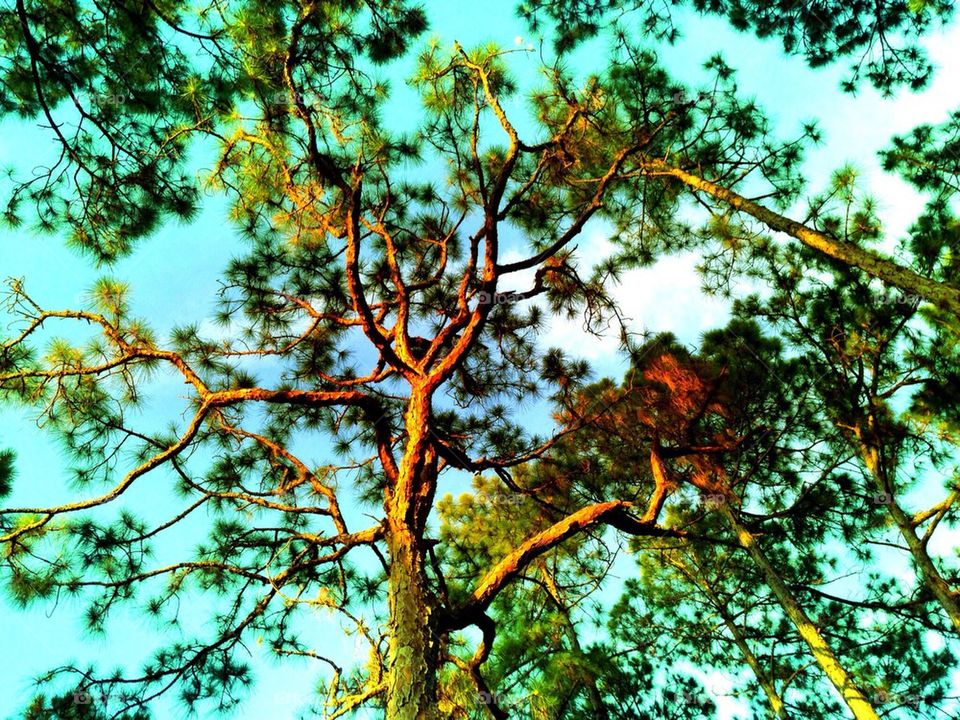 Pine tree in sweet light