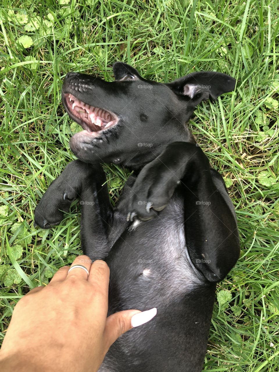 Laughing puppy