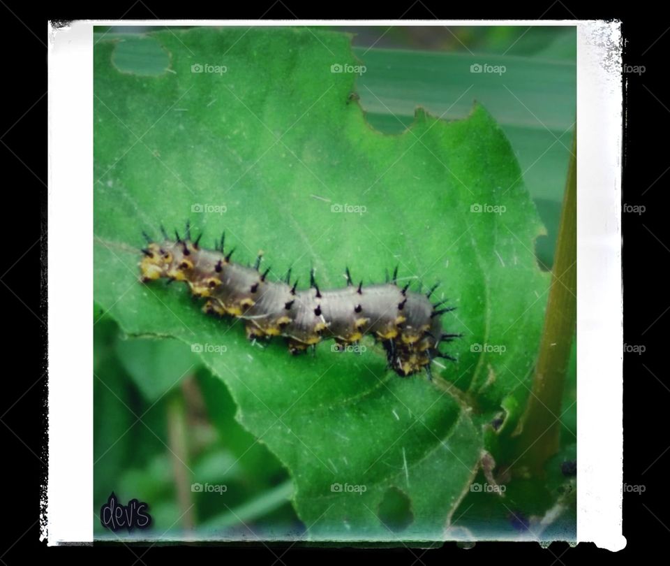 You have to be resistant to caterpillars if you want to be able to see butterflies 🐛🦋