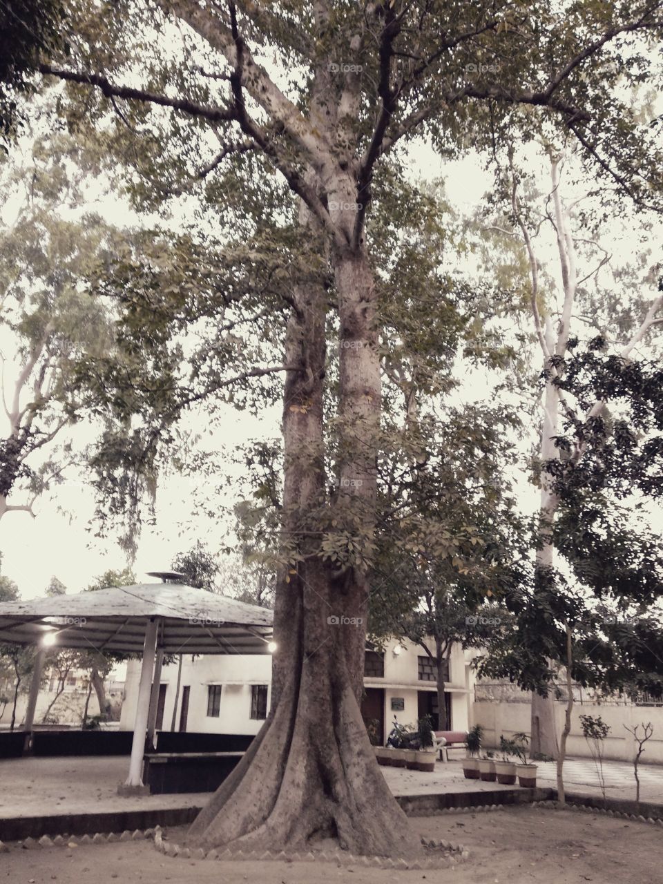 beautiful old tree