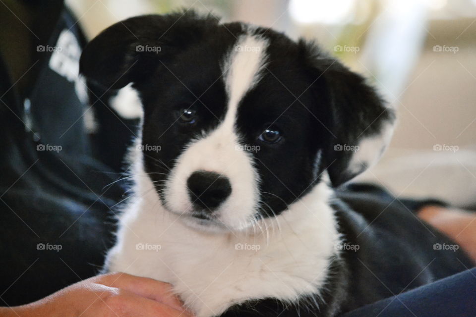 Dog, Pet, Mammal, Canine, Portrait