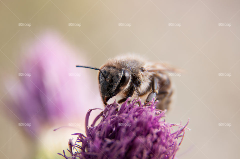 Close-up of a bee on a purple flower