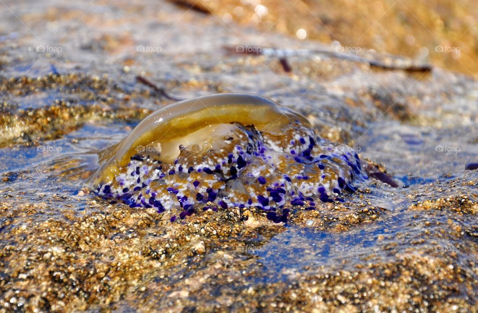 Jelly fish 