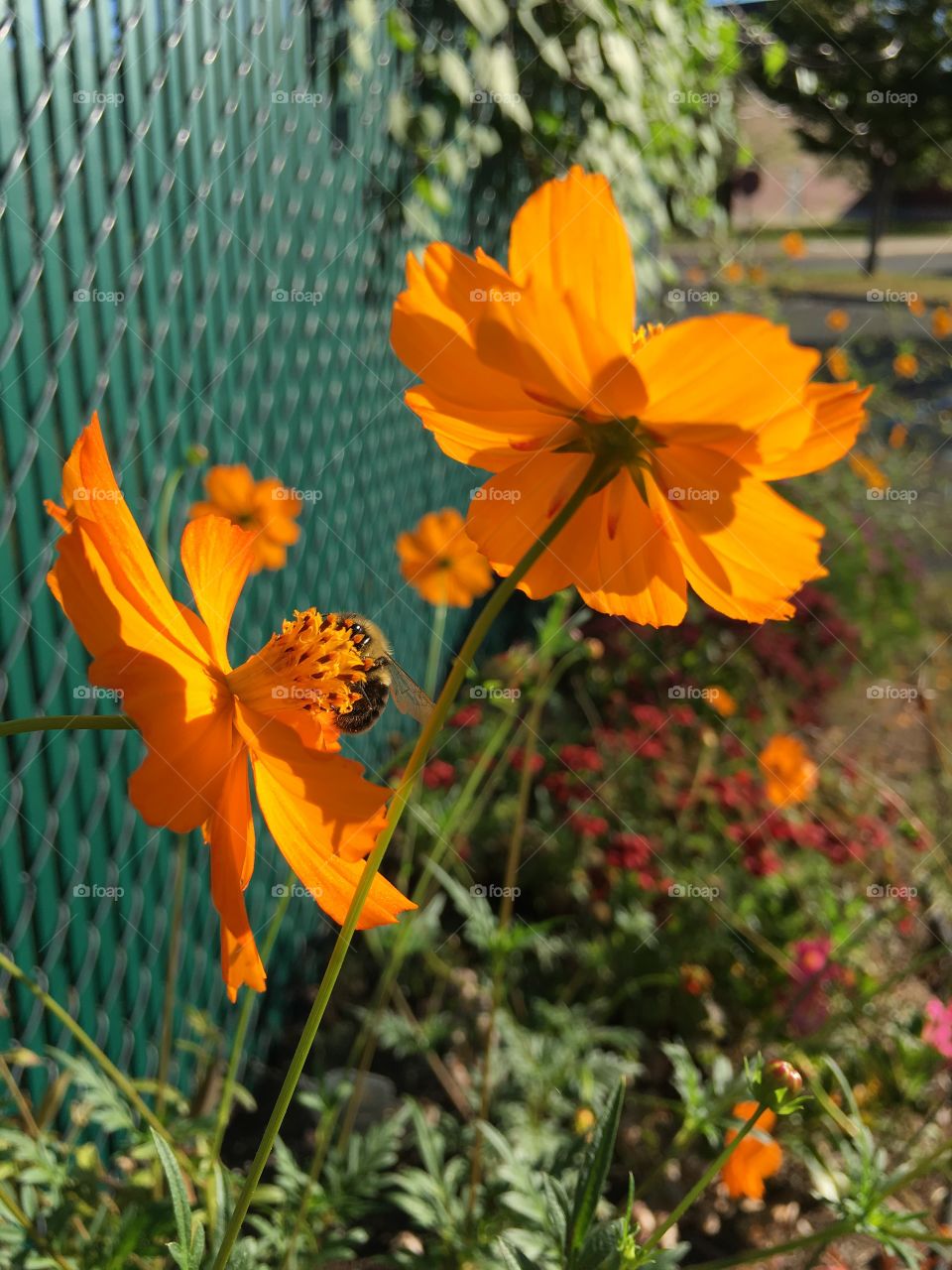 Orange flowers in morning sun with bumblebee