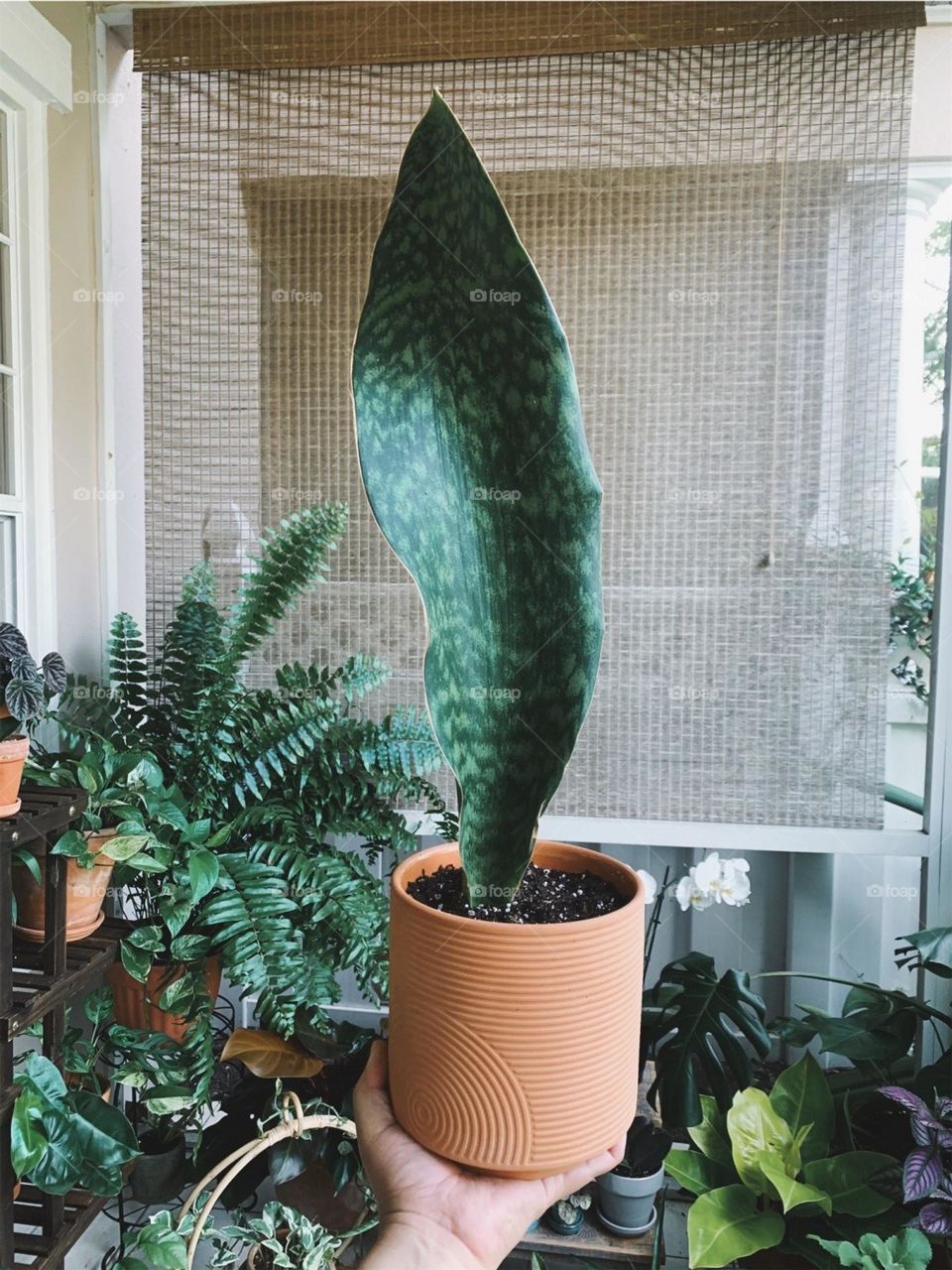 Snake plant