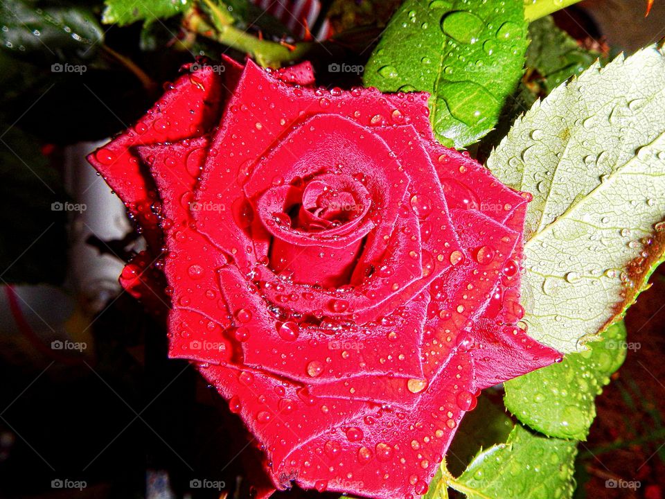 Beautiful raindrop rose