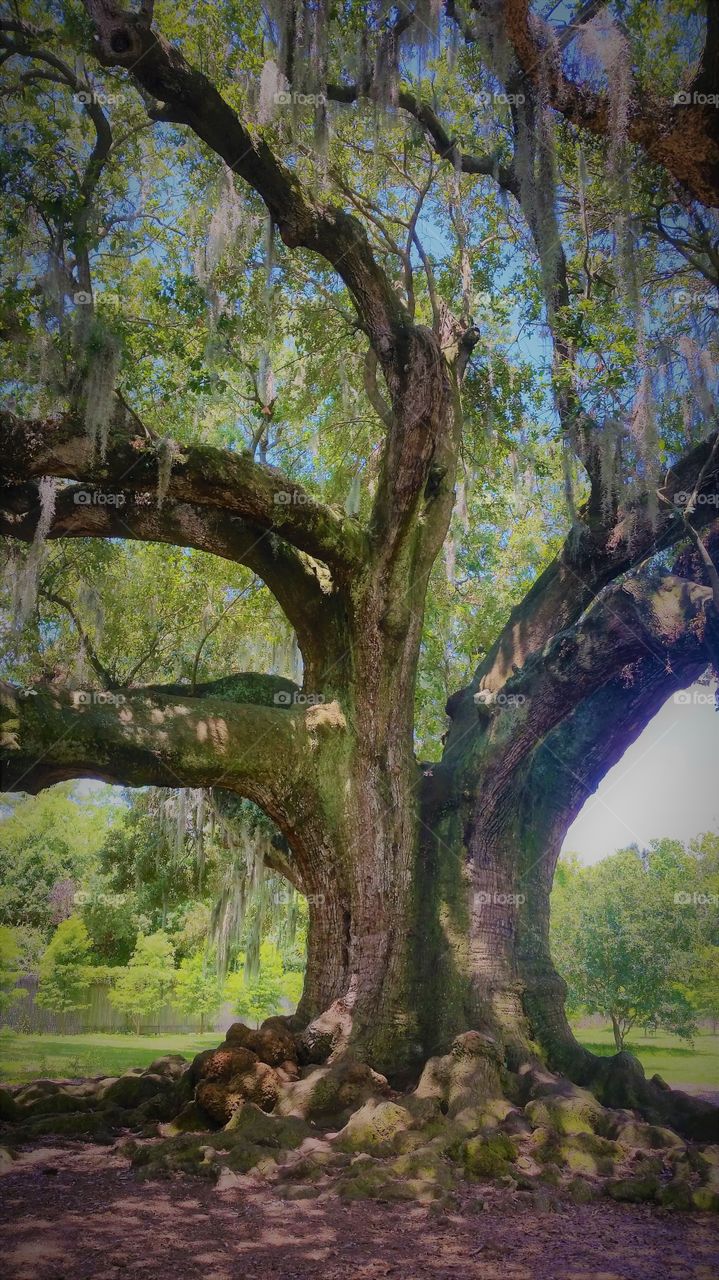 Tree of Life New Orleans LA