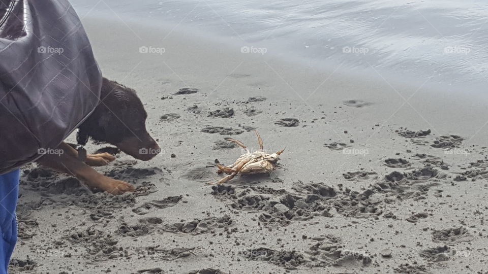 Dog vs crab