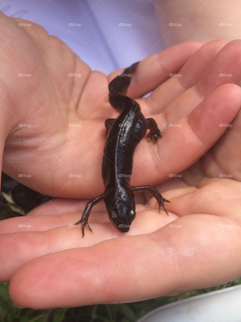 Salamander. School science class at the lake