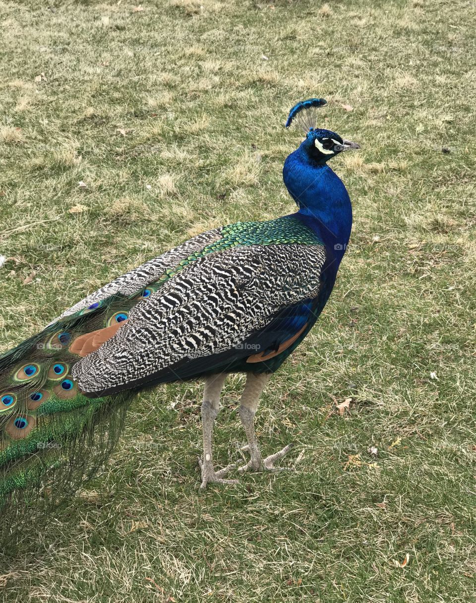 A male peacock with brilliant turquoise, blue, green, brown, black and white feathers foraging at Peterson’s Rock Garden in Central Oregon on a spring day. 