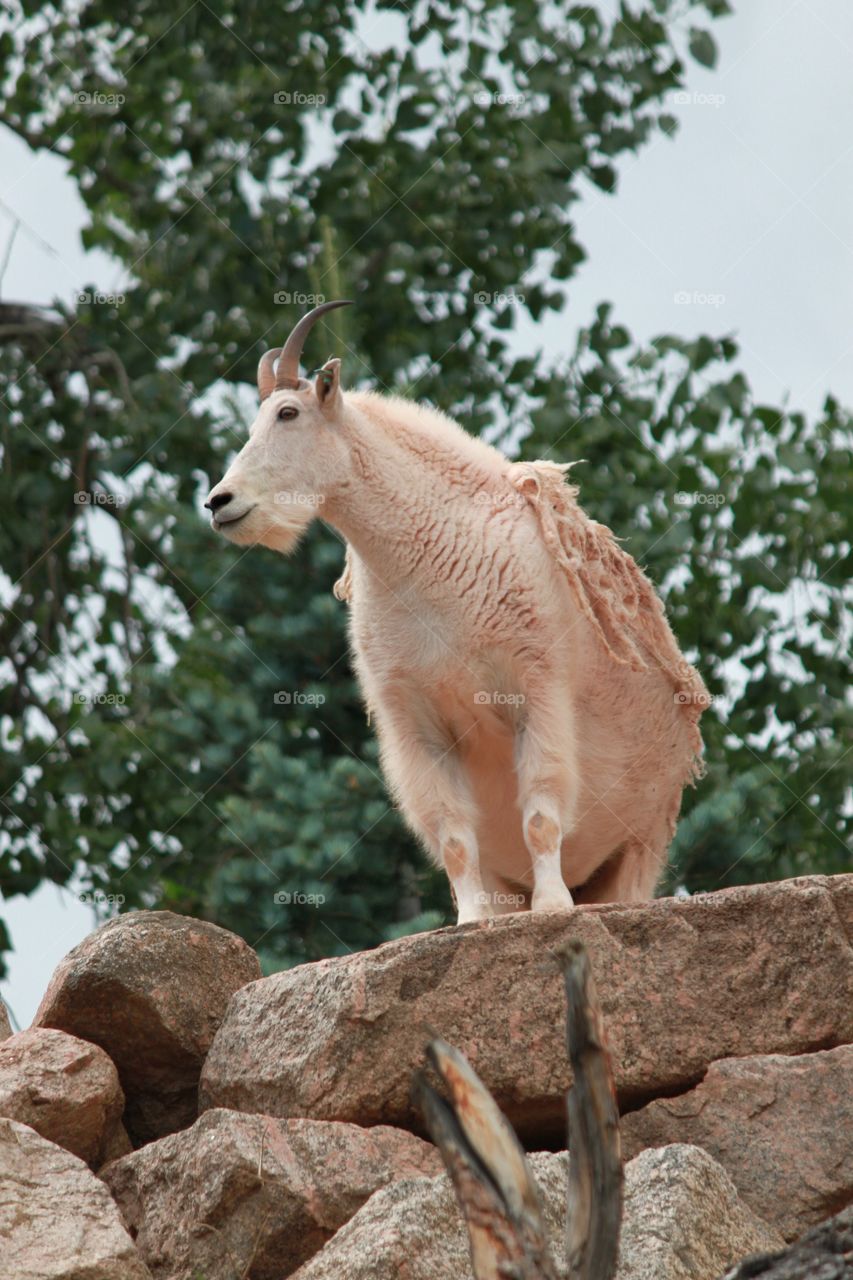 Rocky Mountain goat