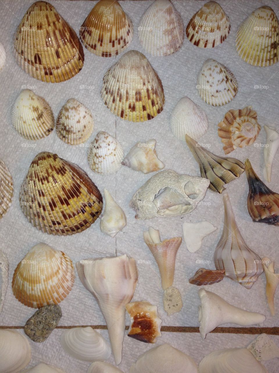 Seashells 