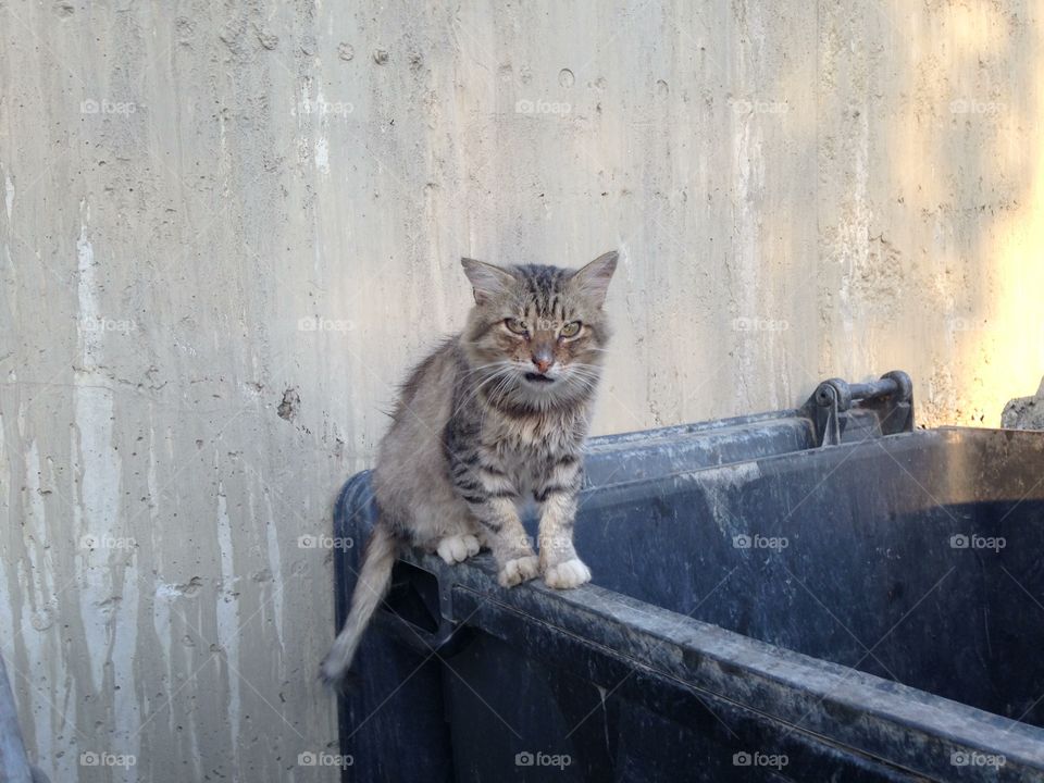 Cat, Mammal, Portrait, Eye, Animal