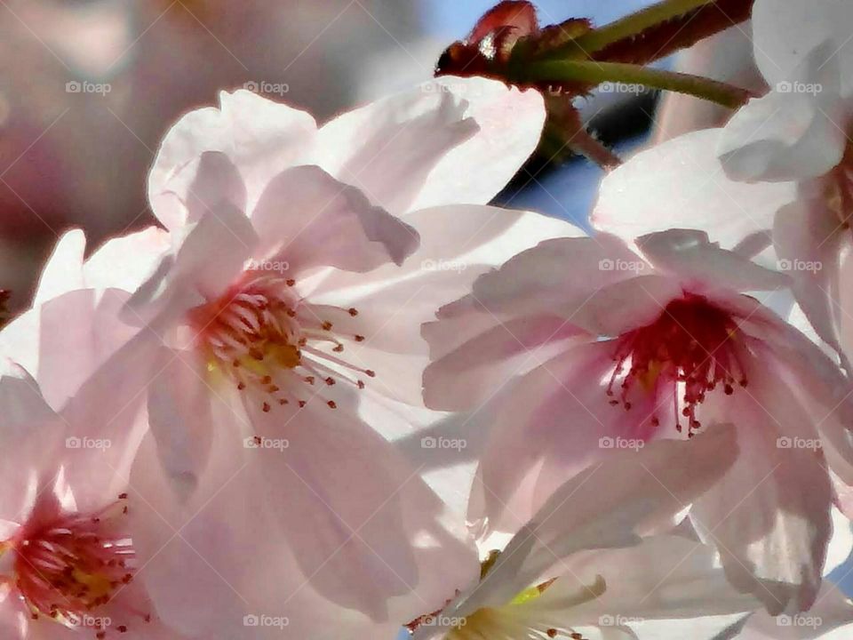 Cherry blossom Close-up