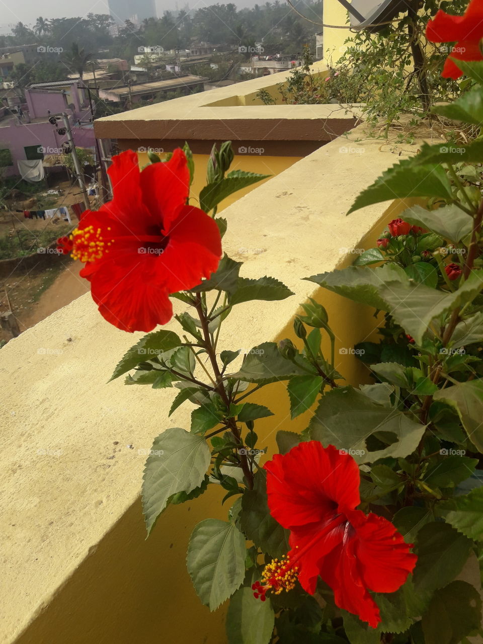 beautiful red hibiscus flower in our garden