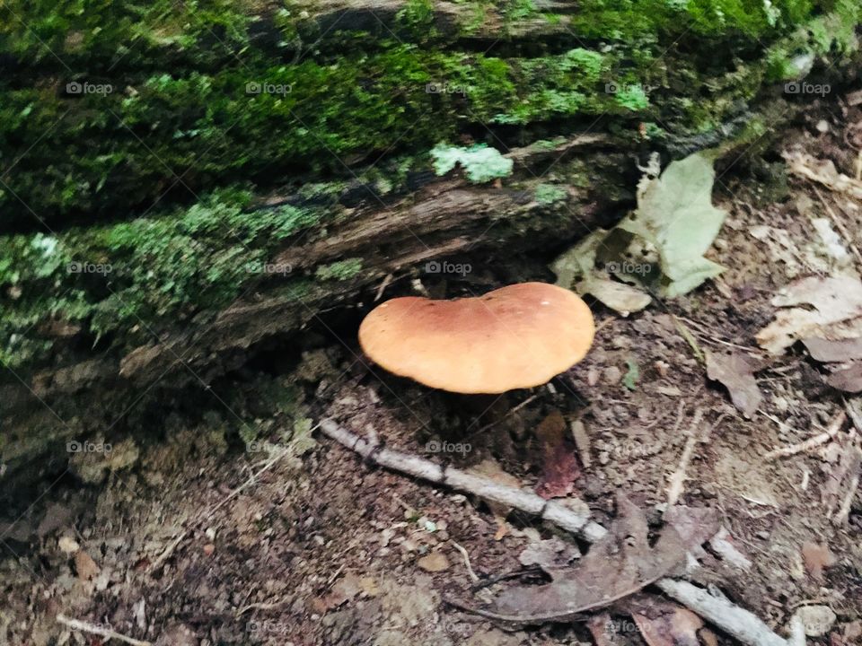 Late mushroom