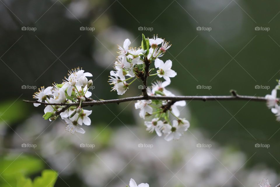 Branch with blossoms 