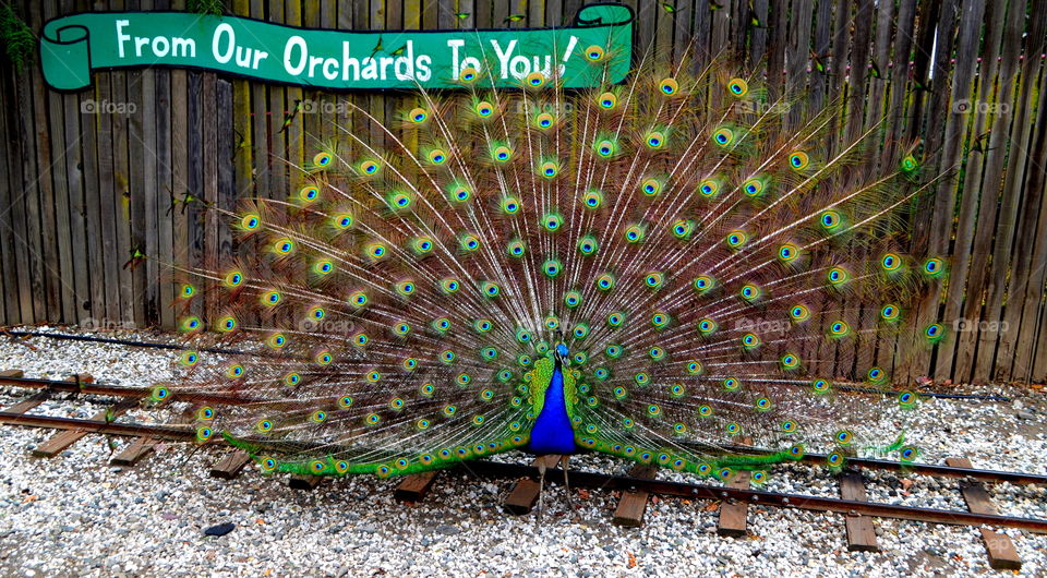 Peacock