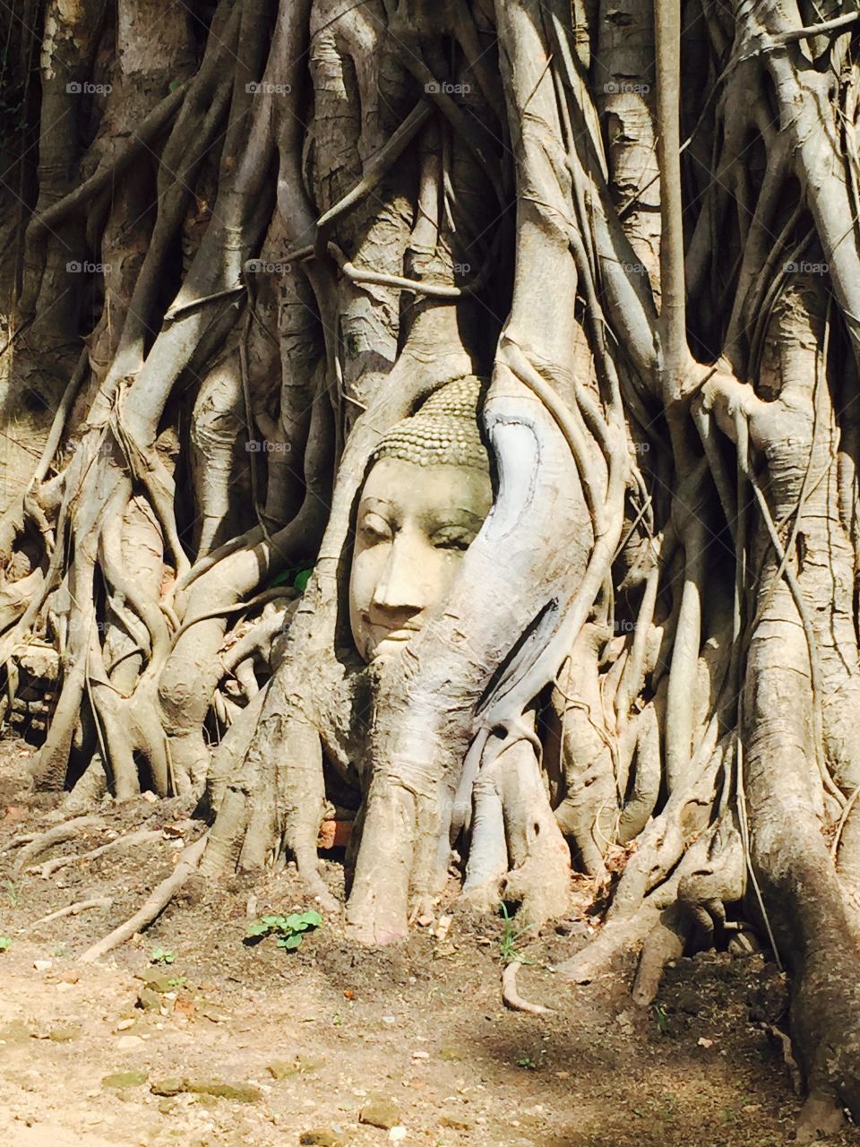 Buddha face in tree trunk