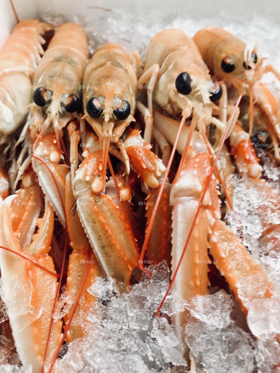 Lobster ice background 