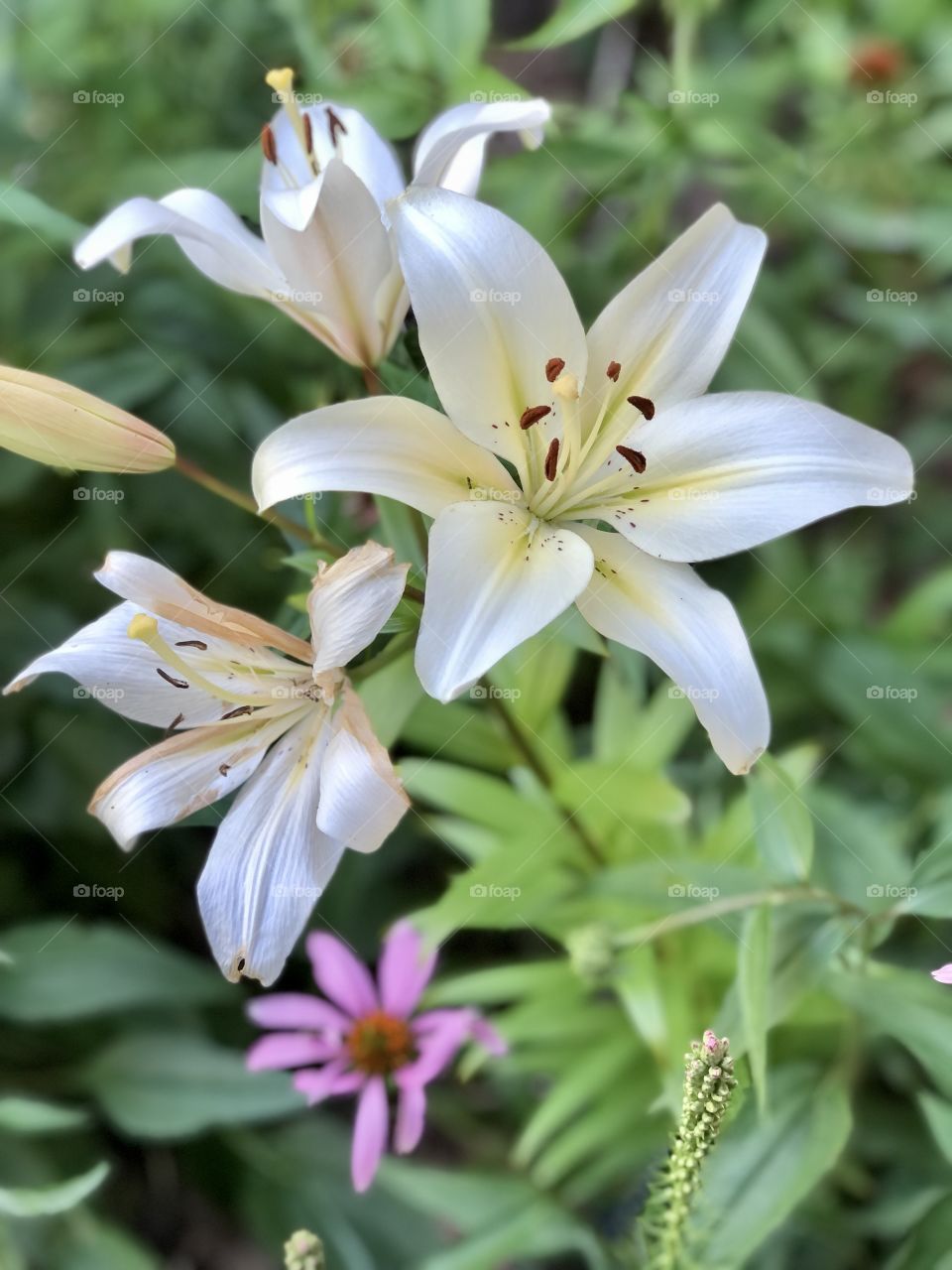 Lily that the deer didn’t eat