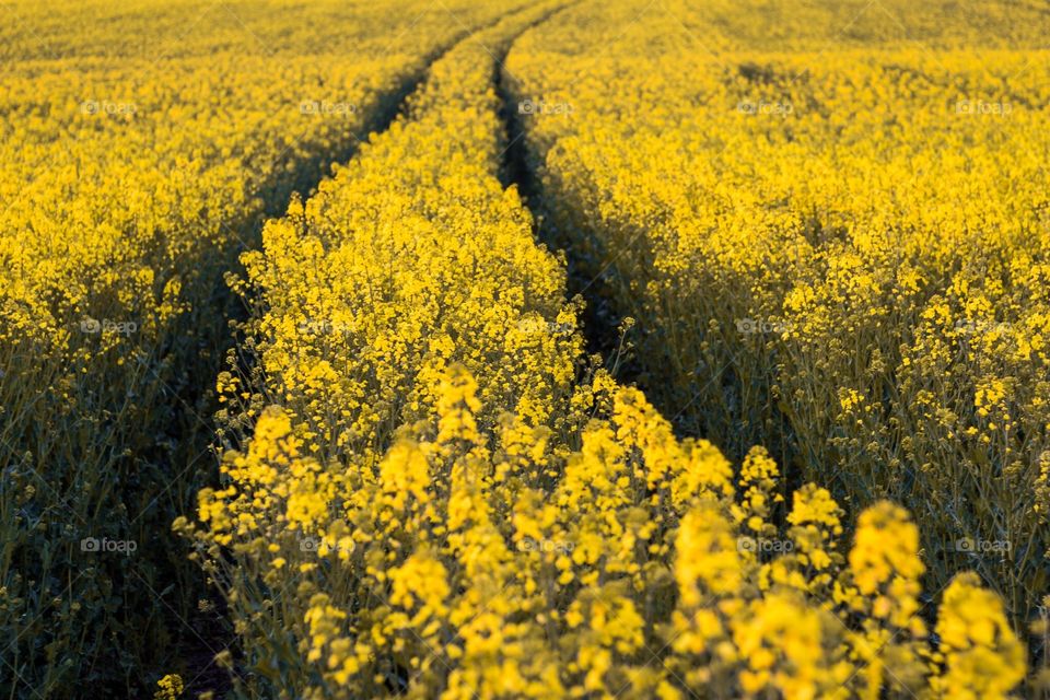 Rapes. Yellow rape field