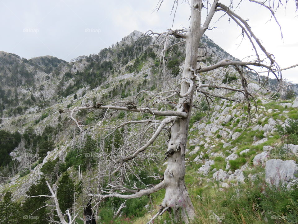 Mountain Orjen Montenegro dried tree trunk