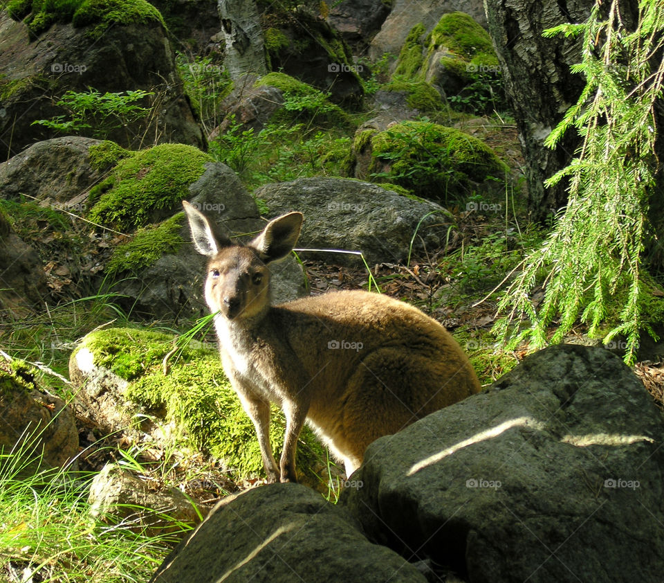 djur natur animal mammals by spikerbagger