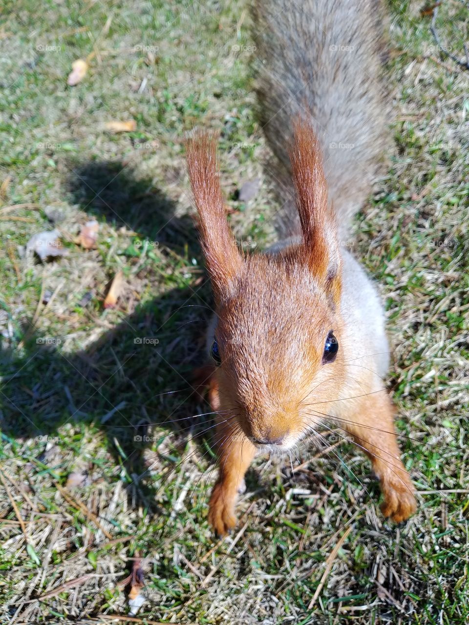 Squirrel