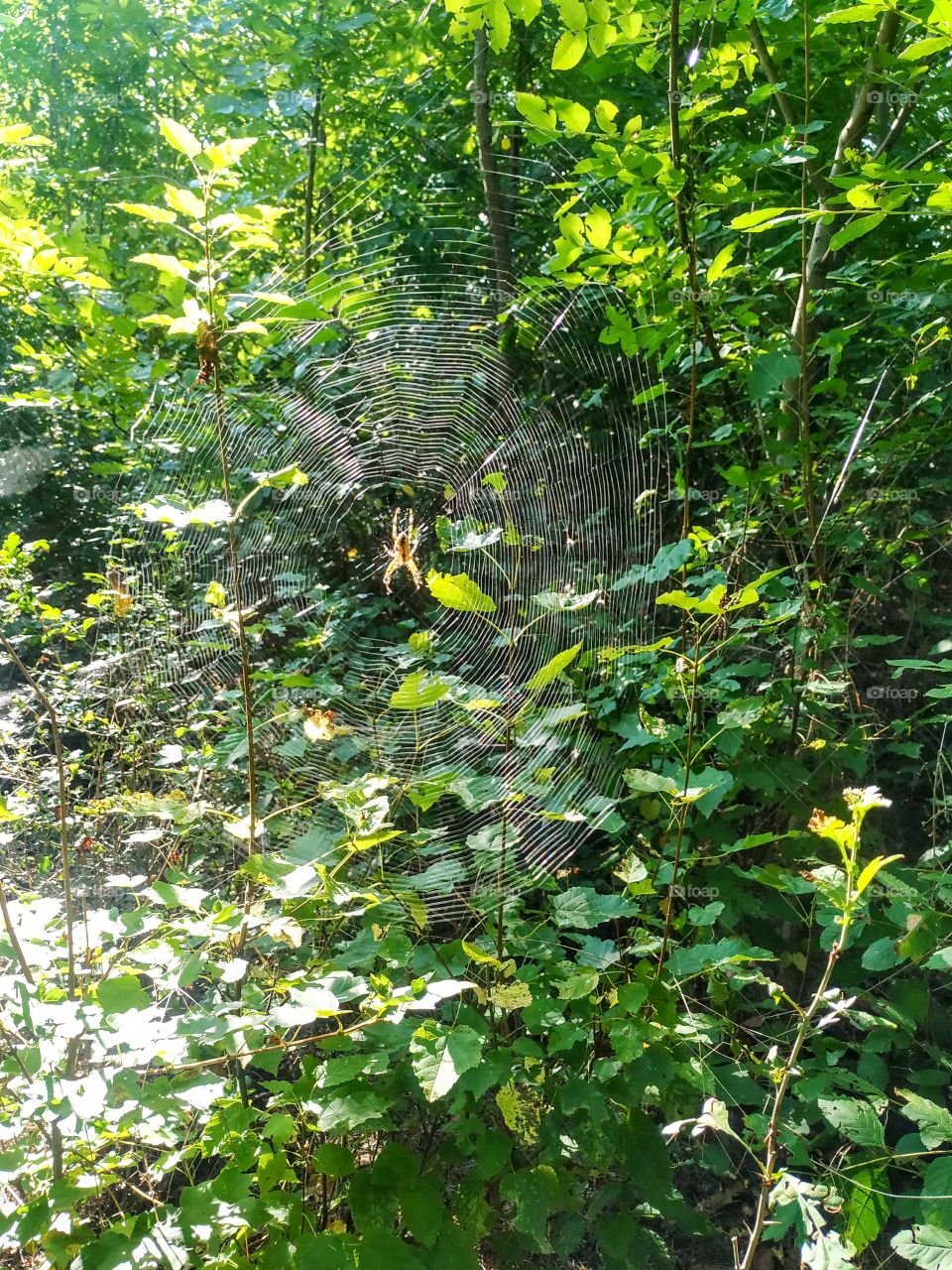 The spider on it's spider web