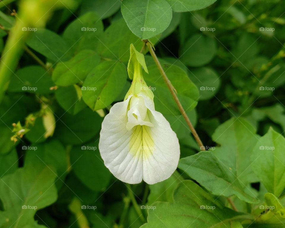 Clitoria ternatea (Butterfly pea)