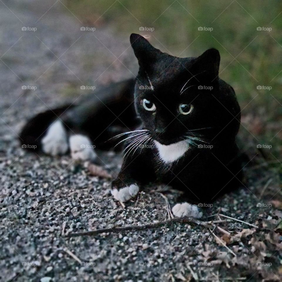 Evening Stroll: The Curious Black and White Cat