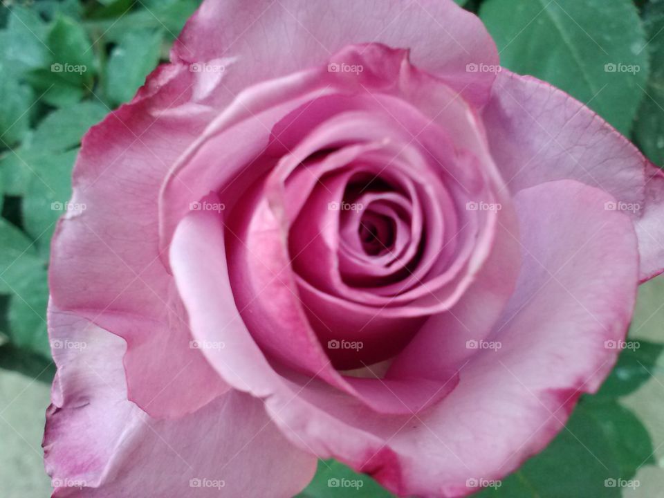 Delicate Rose