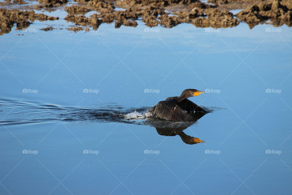 landing gear down for this cormorant on the gulf of Mexico